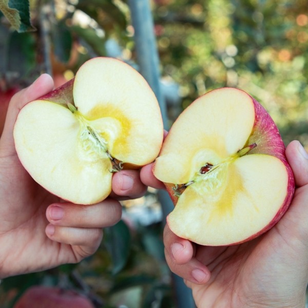 ★타임특가★ 오늘아침 알뜰사과 5kg 18-28과