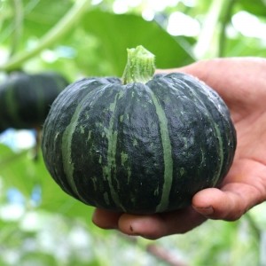 ★타임특가★국내산 미니 단호박 2kg (4-8과 내외)