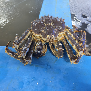 [제철신선] 블루킹 크랩 2.5kg