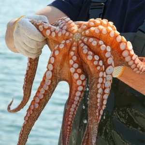 [엠픽] 거제도 해녀가 어획하여 보내드린 생물 돌문어