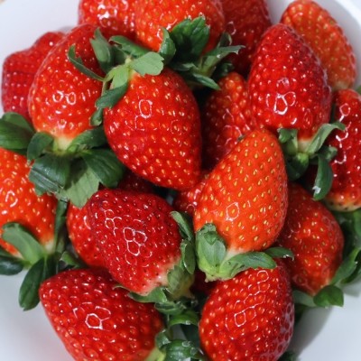 [엠픽] 프리미엄 진주 무농약 설향딸기 480g*1팩/2팩